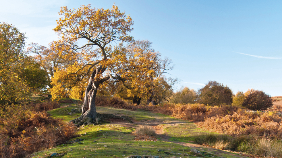 Best walks in the National Forest